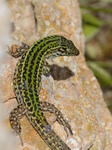 FZ027032 Colourful lizard on rocks.jpg